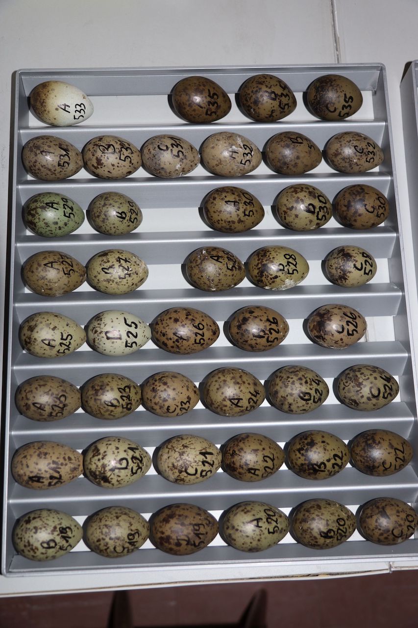 Jaja mewy siwej w szufladzie inkubatora